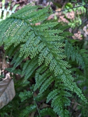 Asplenium cristatum