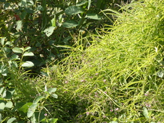 Paederia