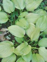 Hosta sieboldiana