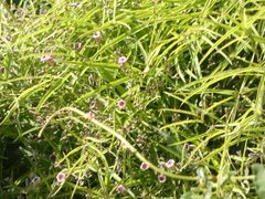 Paederia
