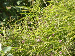 Paederia