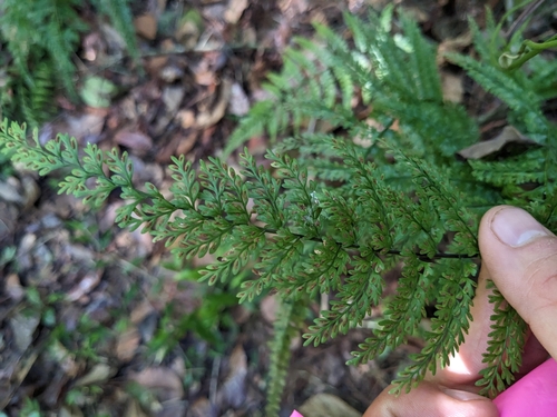 Image of Asplenium cristatum by (c) Zac Peterson, some rights reserved (CC BY)