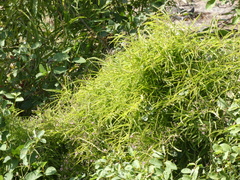 Paederia