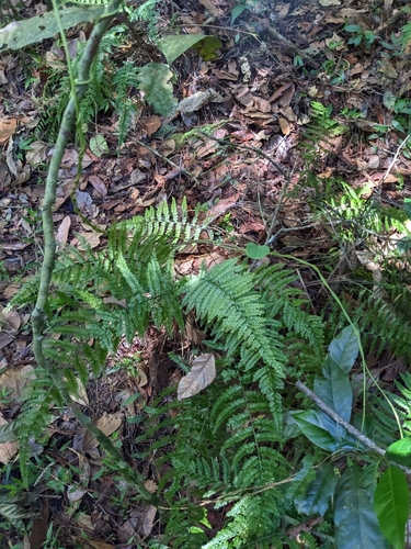 Asplenium cristatum, photograph 5