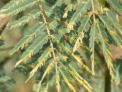 Mimosa
