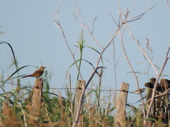 Phacellodomus striaticollis