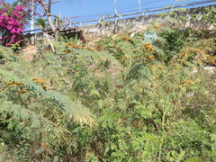 Mimosa