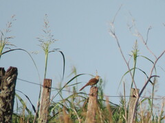 Phacellodomus striaticollis