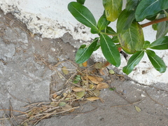 Catharanthus roseus