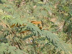 Mimosa