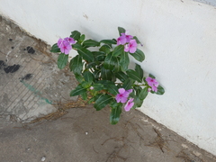 Catharanthus roseus