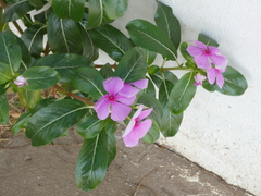 Catharanthus roseus