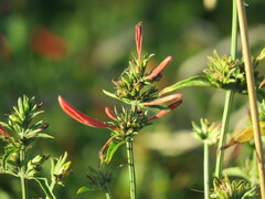 Dicliptera squarrosa