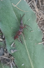Amorphocephala coronata