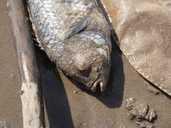 Actinopterygii