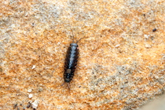 Ligia exotica