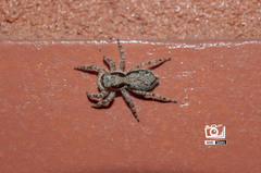 Menemerus bivittatus