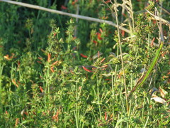 Dicliptera squarrosa