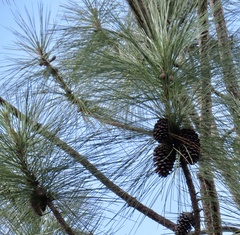 Pinus caribaea caribaea