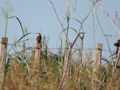 Phacellodomus striaticollis