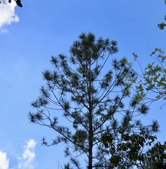 Pinus caribaea caribaea