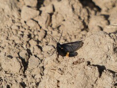 Psichotoe duvaucelii