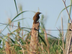 Phacellodomus striaticollis