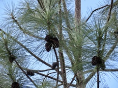 Pinus caribaea caribaea