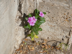 Catharanthus roseus