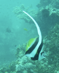 Heniochus acuminatus