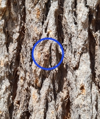 Theseus modestus scutellatus