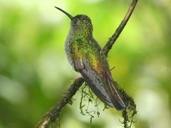 Chalybura urochrysia