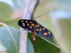 Amata nigriceps