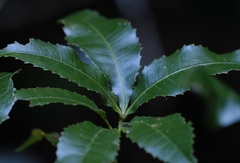 Pseudoweinmannia lachnocarpa