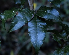 Pseudoweinmannia lachnocarpa