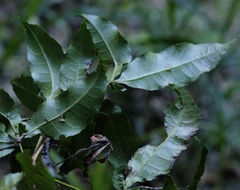 Pseudoweinmannia lachnocarpa