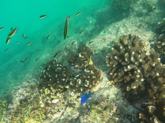 Microspathodon dorsalis