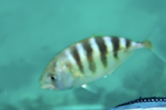 Gnathanodon speciosus