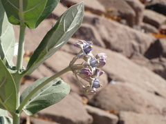 Calotropis gigantea
