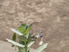 Calotropis gigantea