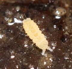 Sensillanura