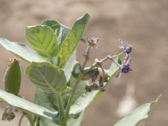 Calotropis gigantea