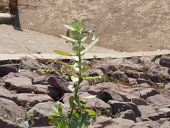 Calotropis gigantea