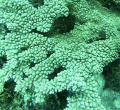 Acropora sarmentosa