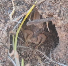 Buthus