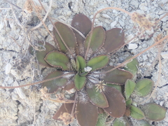 Plantago spathulata