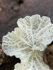 Marasmiellus eberhardtii