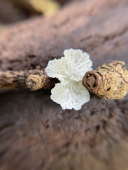 Marasmiellus eberhardtii