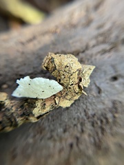 Marasmiellus eberhardtii