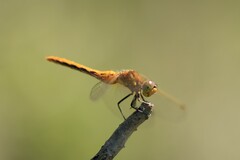 Sympetrum internum